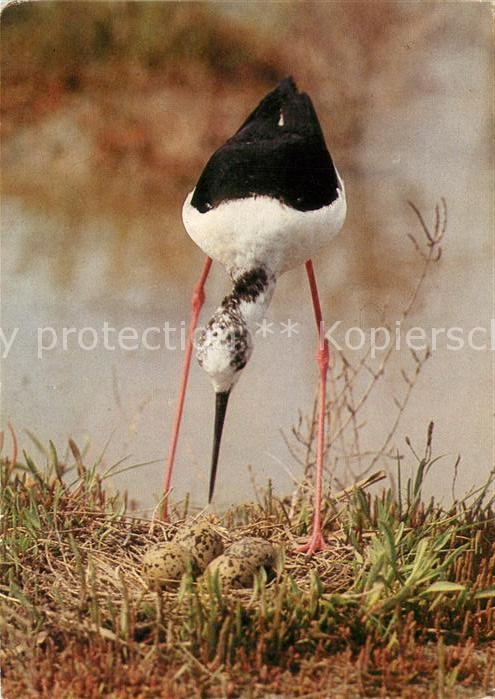 Voegel Stelzenläufer