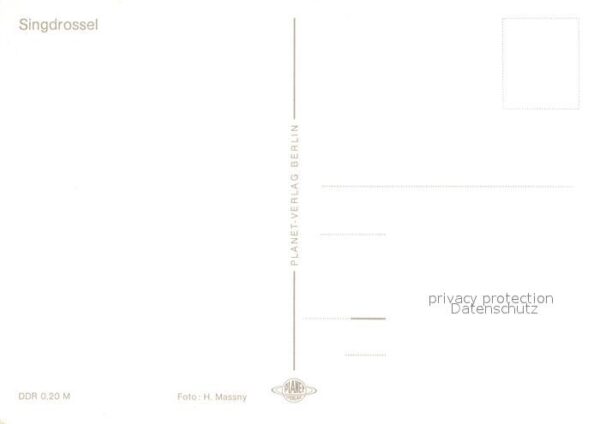 Voegel Singdrossel – Bild 2