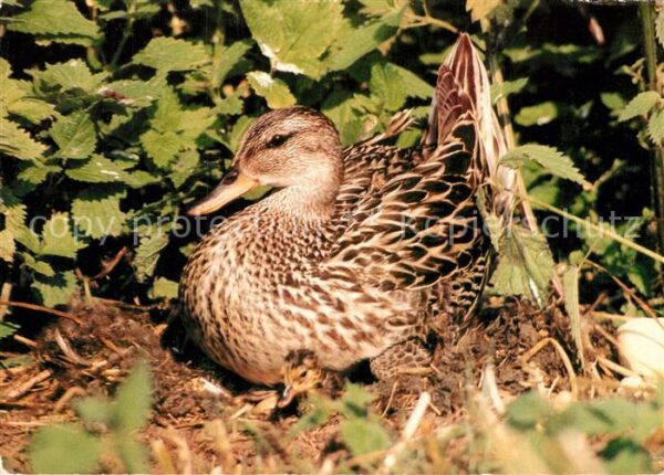 Enten Mittelente mit Küken