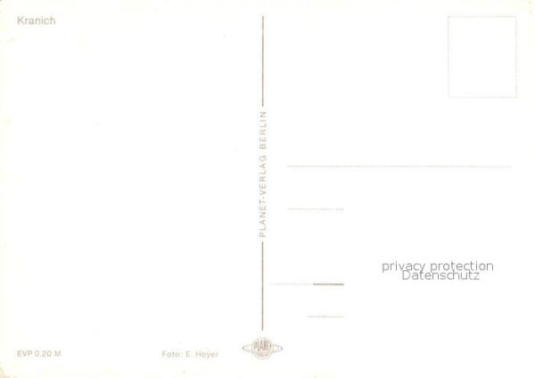 Voegel Kranich – Bild 2