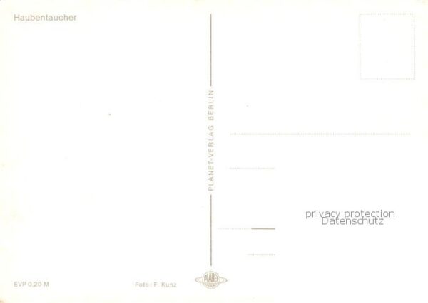 Voegel Haubentaucher – Bild 2