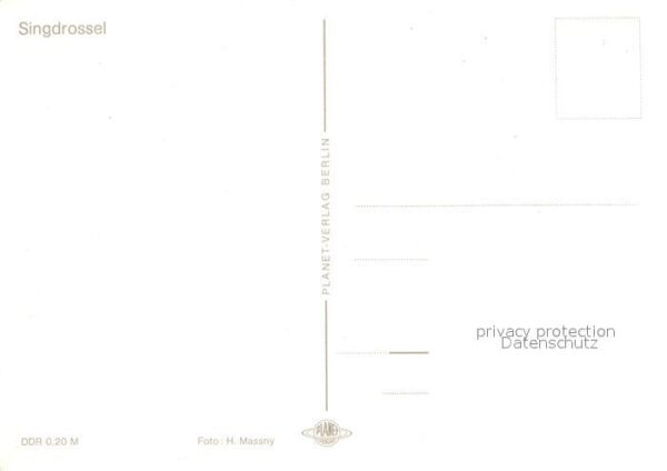 Voegel Singdrossel – Bild 2