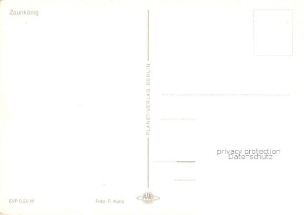 Voegel Zaunkönig – Bild 2