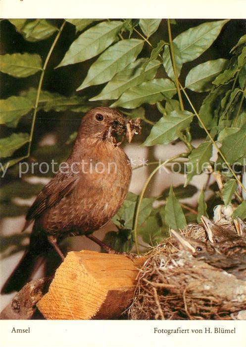 Voegel Amsel