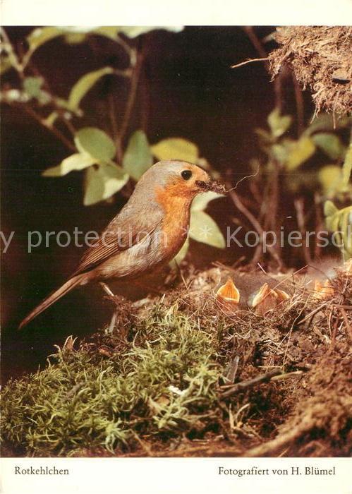 Voegel Rotkehlchen