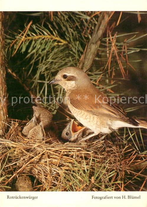 Voegel Rotrückenwürger