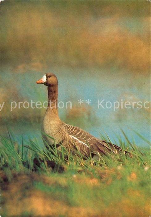 Tiere Blessgans