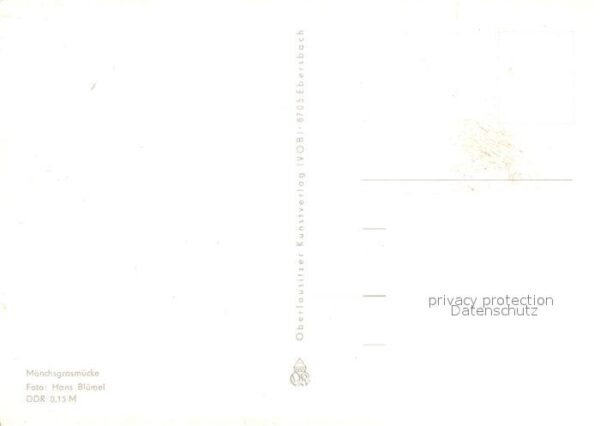 Voegel Mönchsgrasmücke – Bild 2