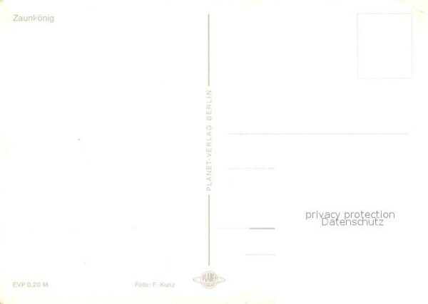 Voegel Zaunkönig – Bild 2