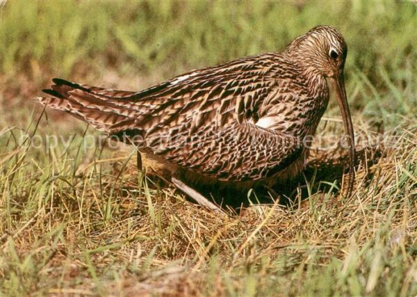 Voegel Brachvogel am Gelege
