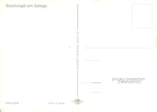 Voegel Brachvogel am Gelege – Bild 2