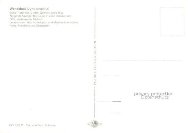 Voegel Wendehals Jynx torquilla – Bild 2