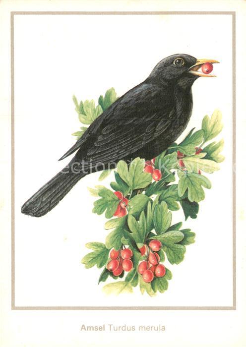 Voegel Amsel Turdus merula Zeichnung Matthias