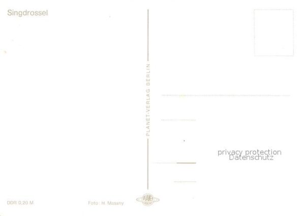 Voegel Singdrossel – Bild 2