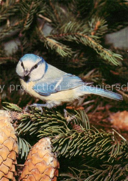 Voegel Blaumeise