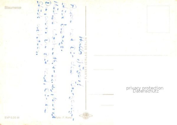 Voegel Blaumeise – Bild 2