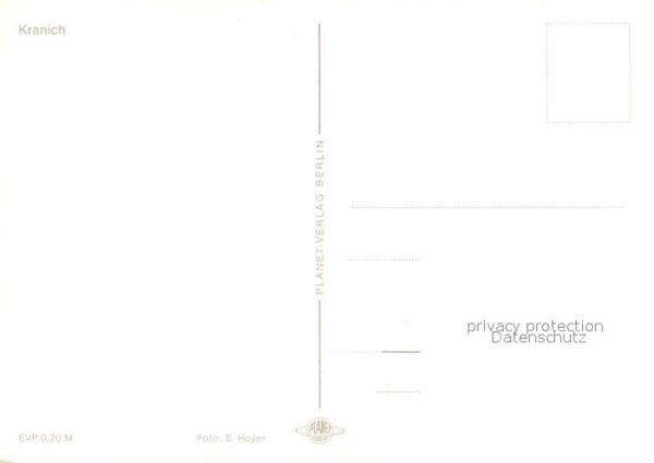 Voegel Kranich – Bild 2