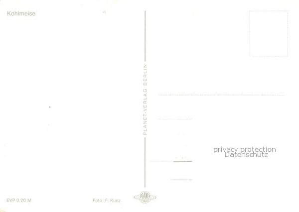 Voegel Kohlmeise – Bild 2