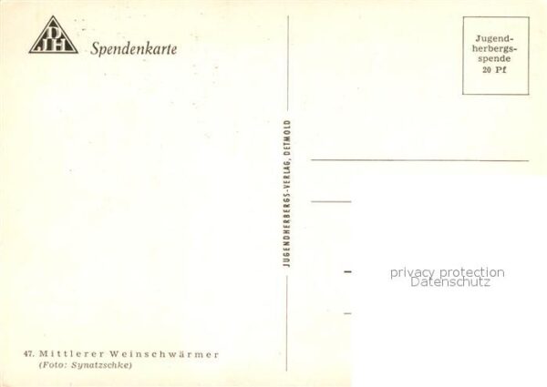 Schmetterlinge Mittlerer Weinschwärmer – Bild 2