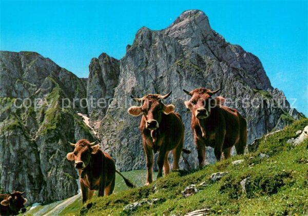 Kuehe Alpvieh Allgäu