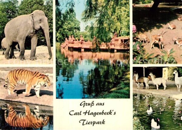 Hagenbeck Tierpark Hamburg-Stellingen Elefant Tig