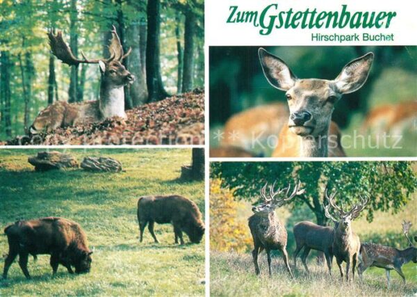 Hirsch Zum Gstettenbauer Hirschpark Buchet