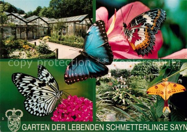 Schmetterlinge Garten der lebenden Schmetterlinge Sayn