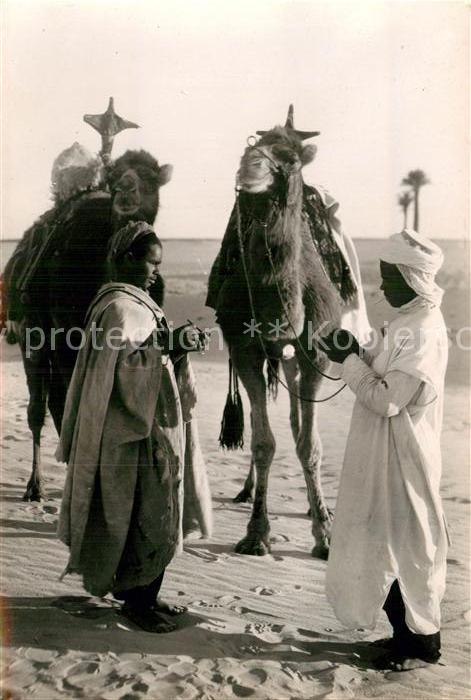 Kamel  Camel Chameau Fumons une Cigarette