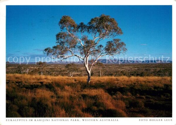 Baeume Trees Eukalyptus Karijini National Park Weste
