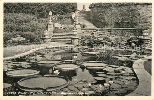 Essen Ruhr Gruga Park Victoria regia im Warmwasser