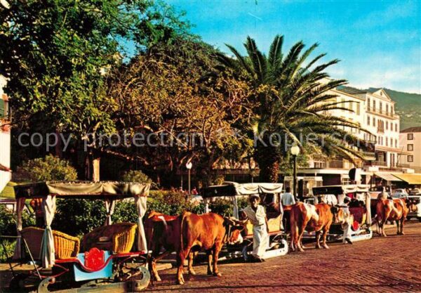 Funchal Carro de bois Ochsenkutsche