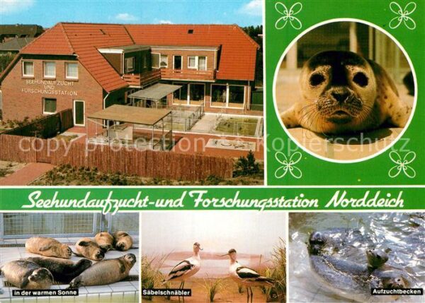 Norddeich Ostfriesland Seehundaufzucht- und Forschungsstation