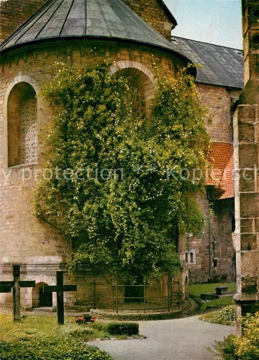 Hildesheim 1000jährige Rosenstock