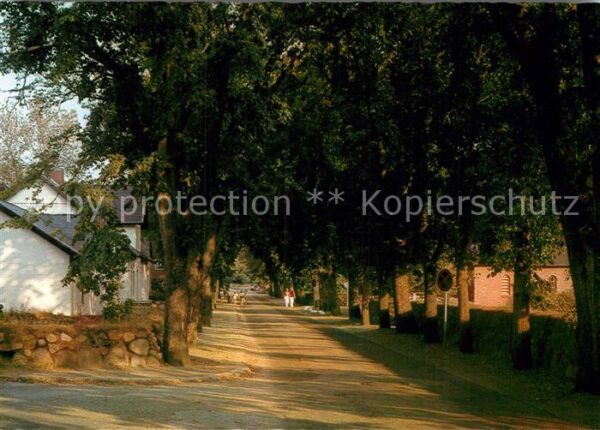 Keitum Sylt C P Hansen Allee Baumallee