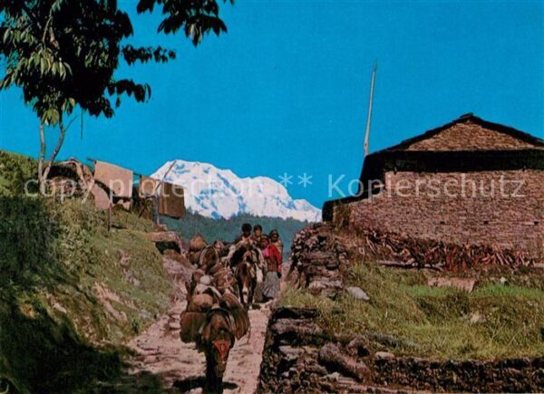 Nepal Highland mule track in the background o