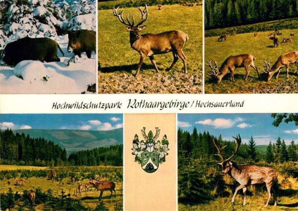 Hochsauerland Hochwildschutzpark Rothaargebirge Rot u