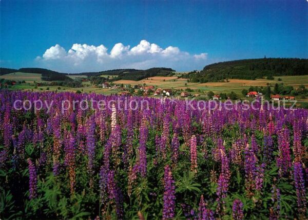 Herrischried Lupinenfeld mit Kleinherrischwand und G