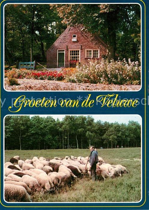 Veluwe Niederlande  Schafe Hirte