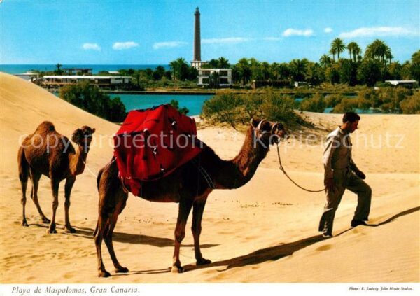Playa de Maspalomas Dromedar