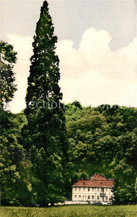 Auerbach Bergstrasse Herrenhaus im Fürstenlager mit Mammutba