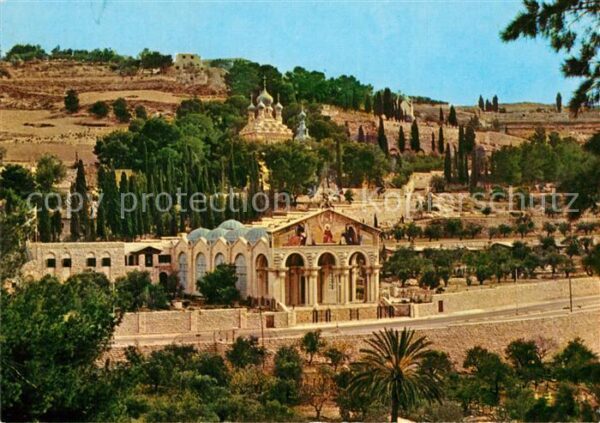 Jerusalem Yerushalayim Altstadt Basilika Gärten von Gethsemane
