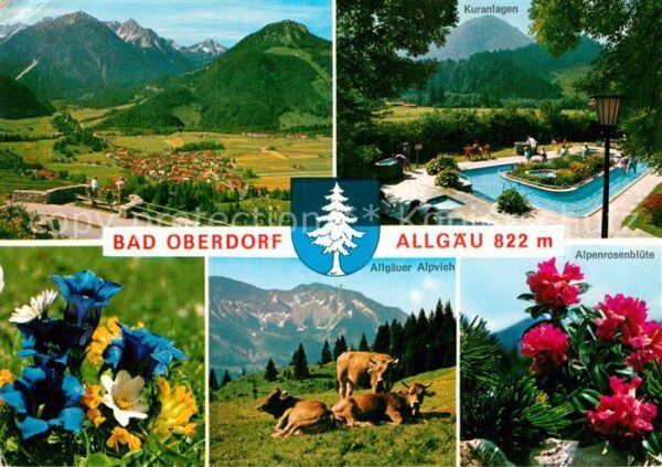 Bad Oberdorf Allgäuer Alpvieh Alpenrosenblüte Kneipp