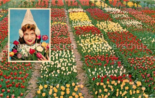 Blumen Tulpen Holland