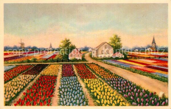 Blumen Tulpen Holland