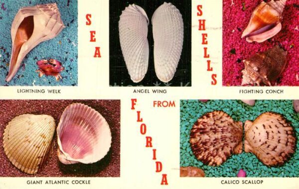 Meerestiere Sea-Shells Florida Angel Wing Calico Sc