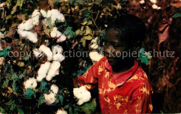 Baumwollpfluecker Cotton Pickers Mississippi