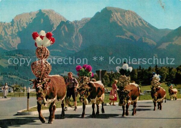 Kuehe Almabtrieb Bayerischen Alpen