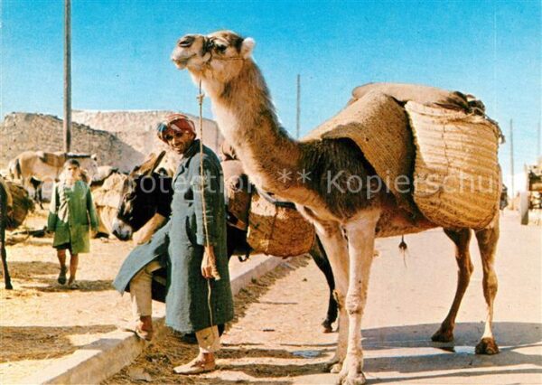Kamel  Camel Chameau Sud Tunisien