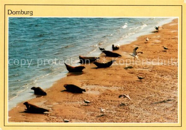 Robben Seehunde Domburg