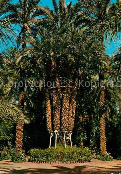 Palmen Elche Huerto del Cura Palmera Imperial